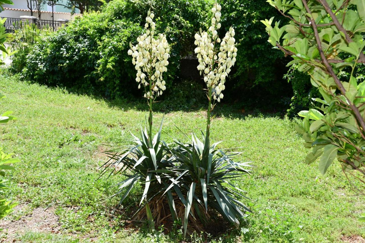 Apartmani Joja 比奥格勒·纳·莫鲁 外观 照片